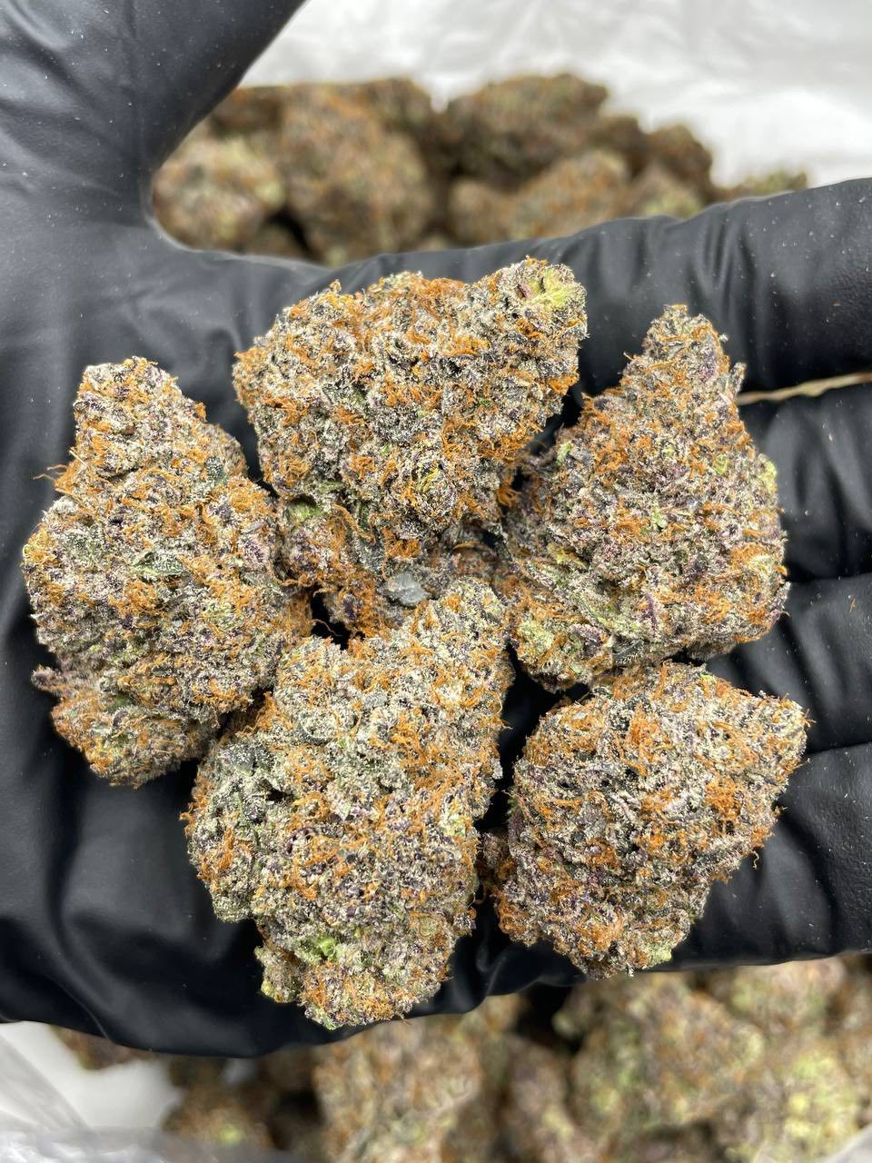 Premium cannabis flower held in gloved hand